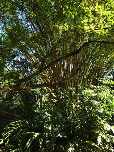 ebenso findet man hier riesigen Bambus