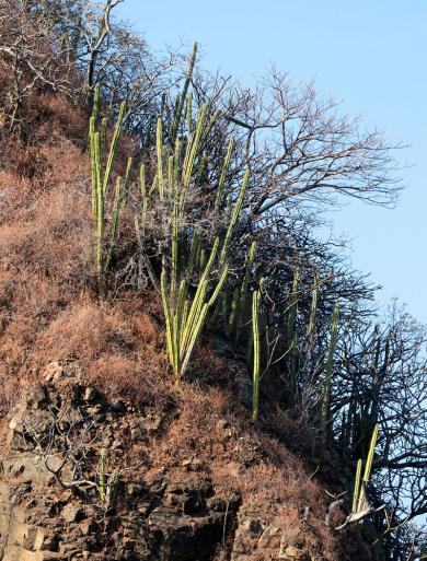 mich faszinierten die Kakteen, die auf den Felsen wuchsen