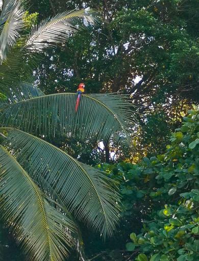 leider ziemlich hoch oben in der Palme und daher schlecht zu erkennen