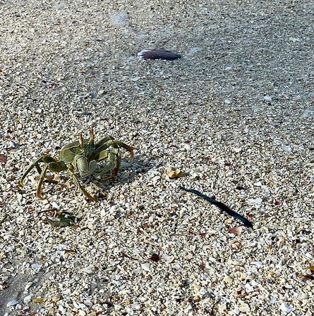 bei unserem Strandspaziergang hatten wir jedenfalls genug krabbelnde Gesellschaft    ;-)