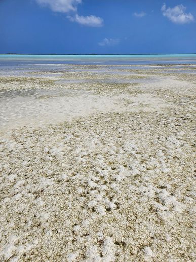 in der Mitte des Atolls die Lagune in unglaublich grellen Farben und vor allem sehr warmen Wasser