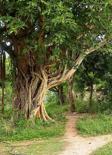 ich war begeistert von den wunderschönen großen alten Bäumen - ein Baobab