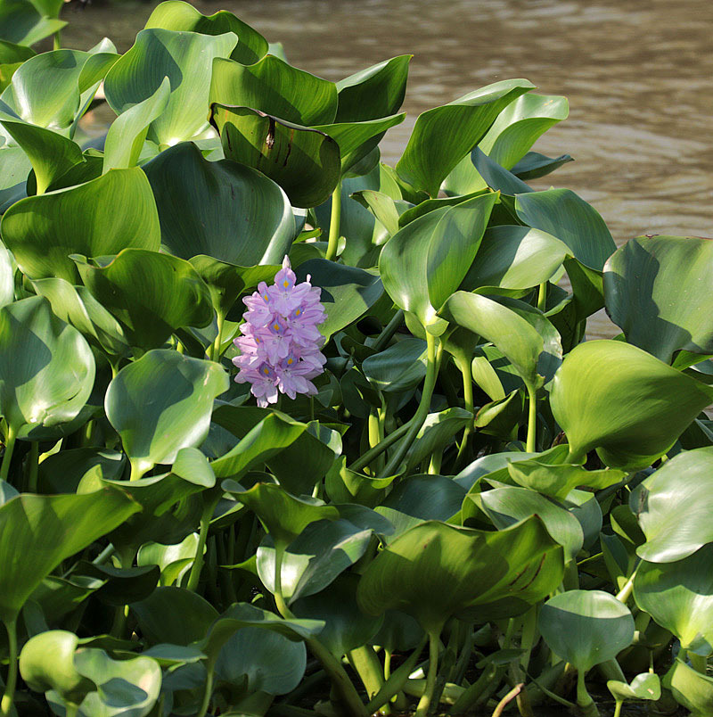 Wasserlilien, die übrigens auf dem ganzen Mekong wachsen und ca. im April ist der Fluss stellenweise das reinste Blütenmeer