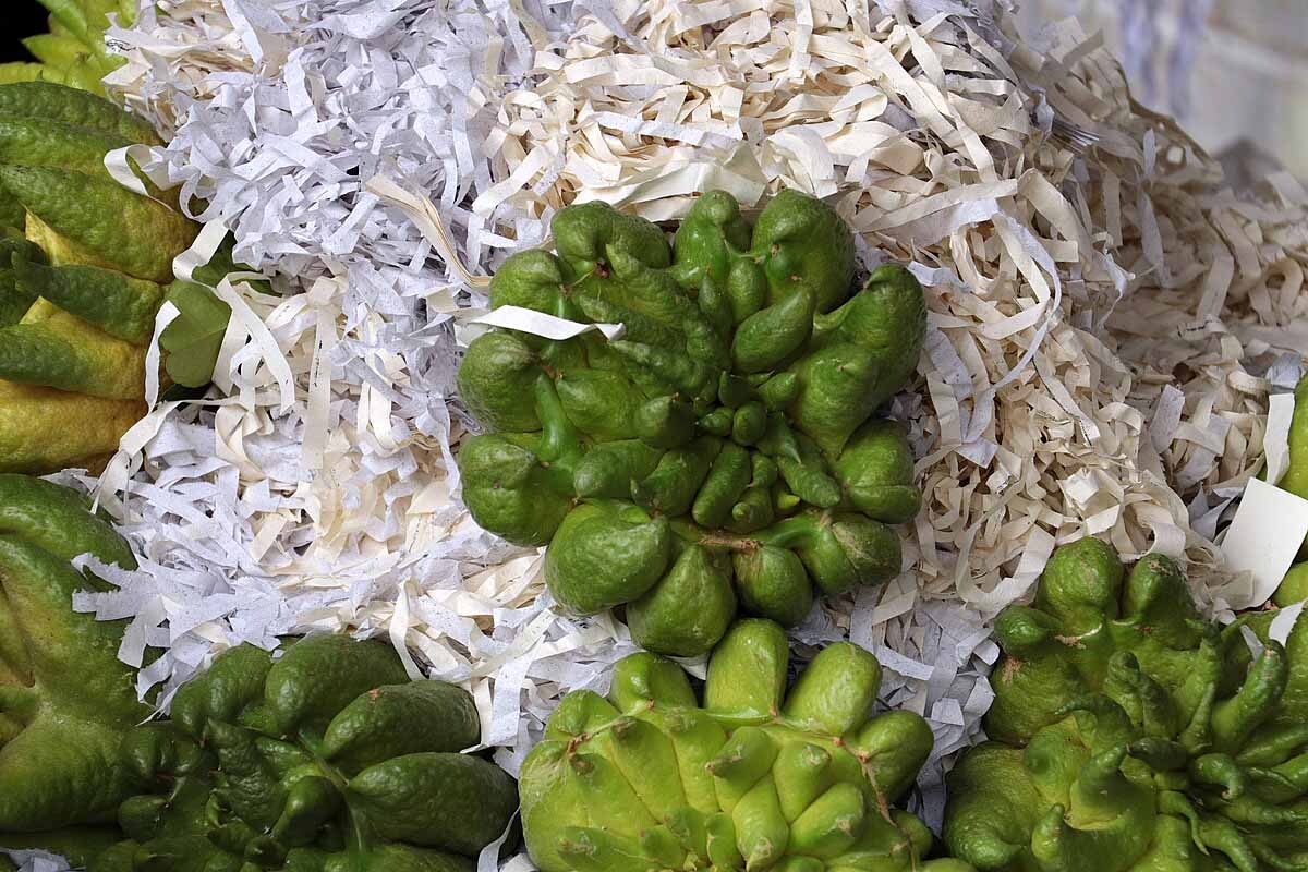 diese Zitrusfrucht nennt sich "Buddhas Hand" und ist wohl nur als Deko oder Duftspender nützlich