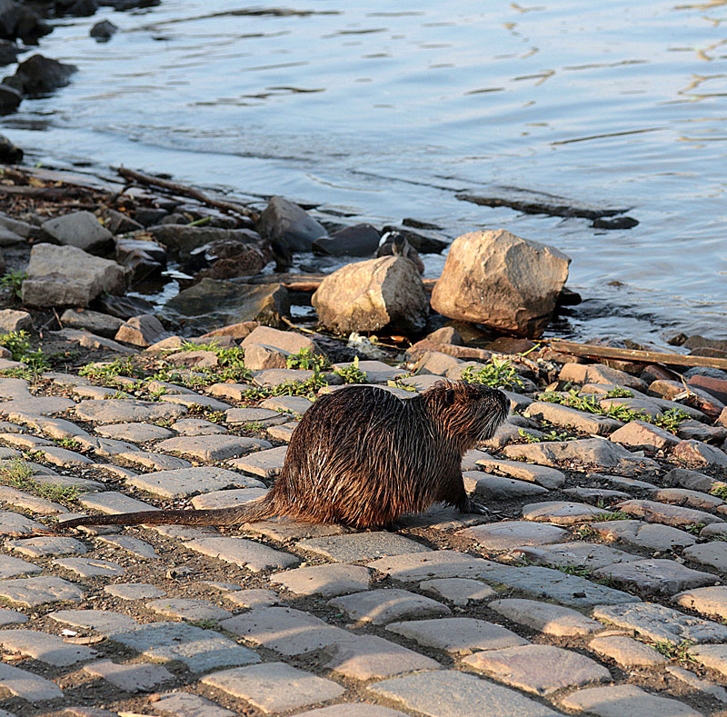 Biberratten an der Moldau