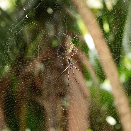 Riesennetzspinne (bei den Weibchen kann die Beinspannweite schon mal 20 cm erreichen)
