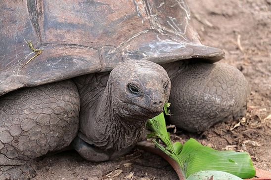 unsere ersten Aldabra-Schildkröten