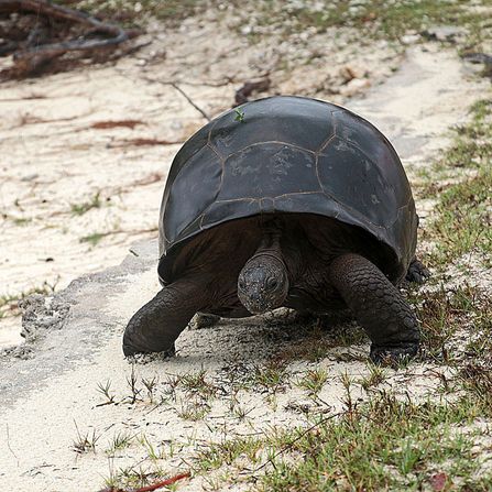 die sehr großen Aldabra-Schildkröten laufen einem hier ständig über den Weg