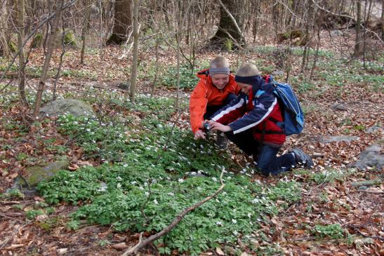 Flori versucht Hvitveis zu fotografieren