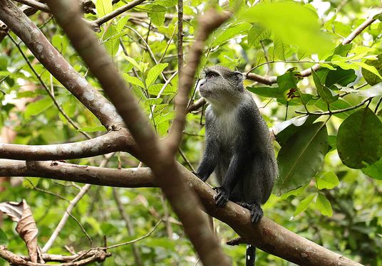 Blue Monkey