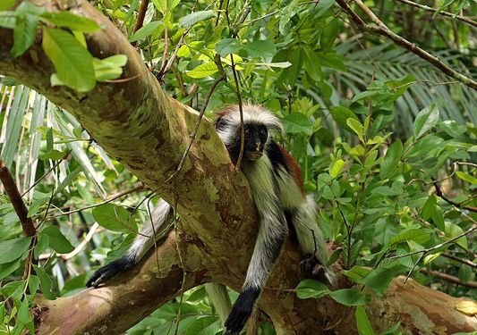 Red Colobus Monkey