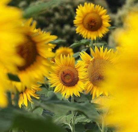 unterwegs kamen wir an unzähligen Feldern mit Sonnenblumen vorbei