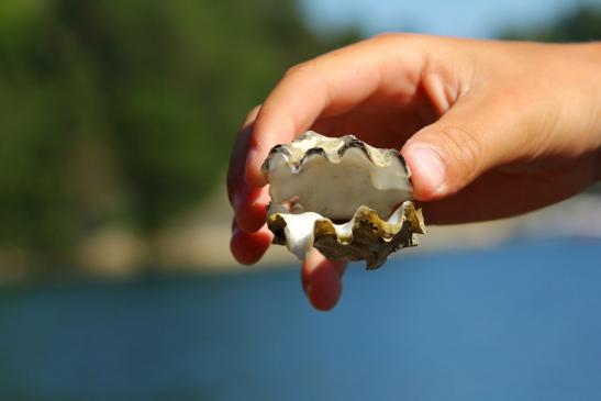 Muscheln findet Flori immer wieder....