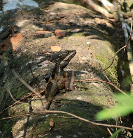 ein Jesus-Christ-Lizard (das sind die, die über's Wasser laufen können)